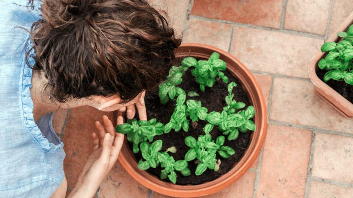 Culinary Herbs and Spices - Home Gardrning Tips