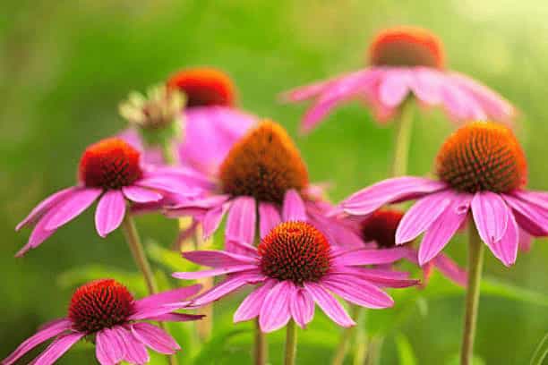 How to Plant a Wildflower Garden