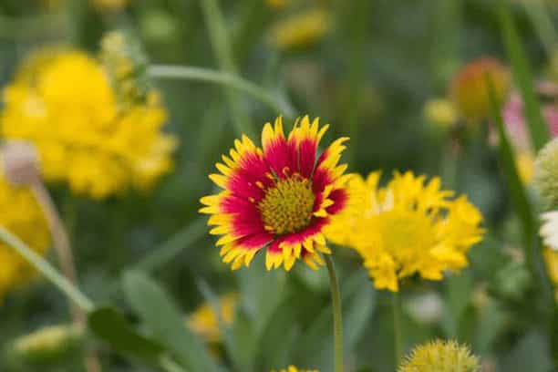 How to Plant a Wildflower Garden