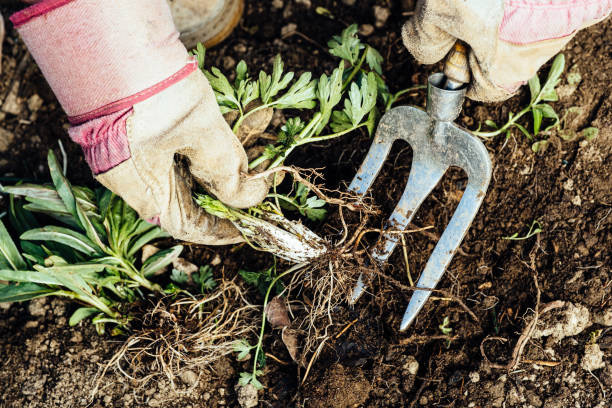 Must-Have Hand Tools for Gardening