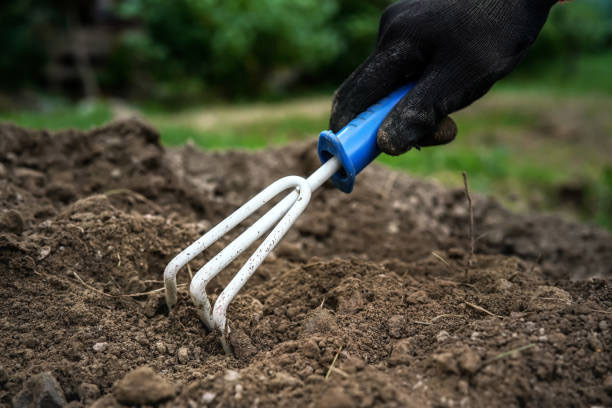 Must-Have Hand Tools for Gardening