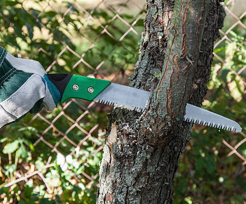 Must-Have Hand Tools for Gardening