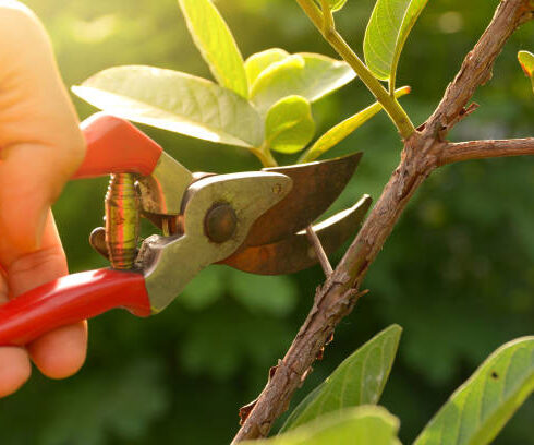 Must-Have Hand Tools for Gardening