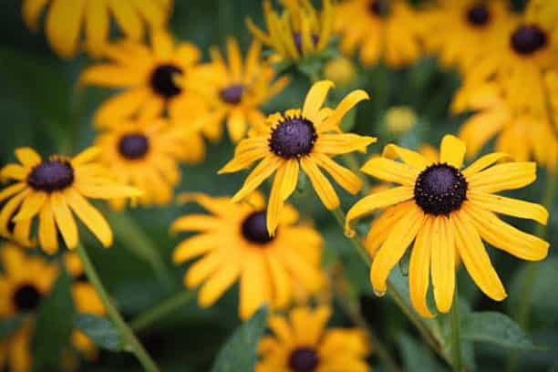 How to Plant a Wildflower Garden