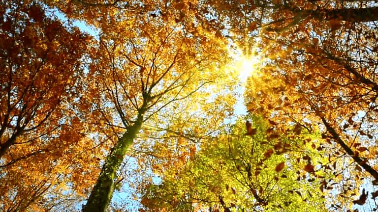 Your Complete Seasonal Home Maintenance Checklist (All Year Guide)