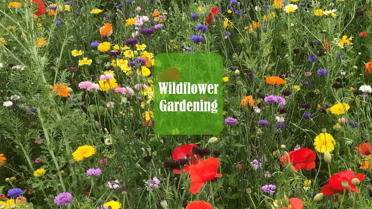How to Plant a Wildflower Garden