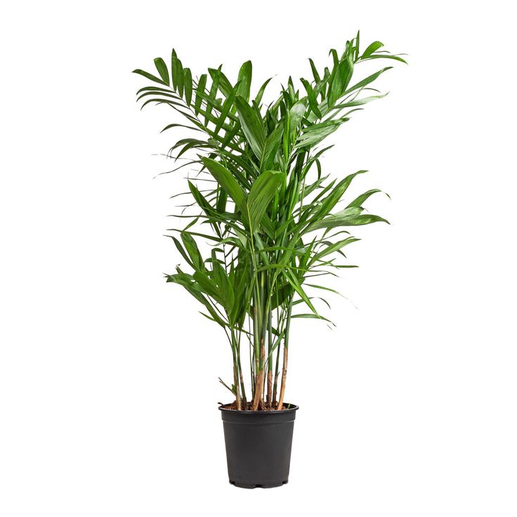 Bamboo Palm (Chamaedorea seifrizii)