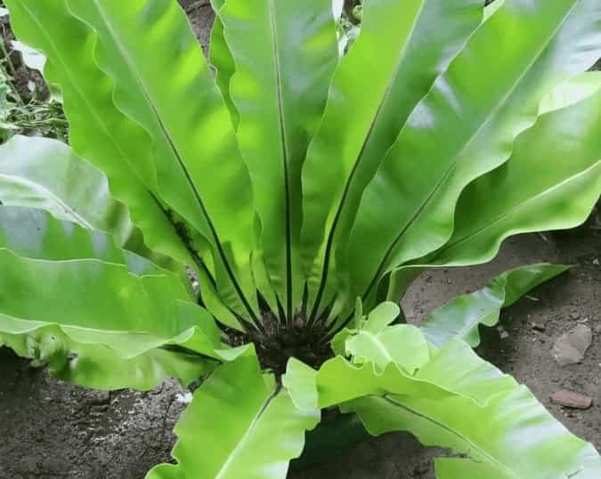 Bird’s Nest Fern (Asplenium nidus) Bird’s Nest Fern (Asplenium nidus)