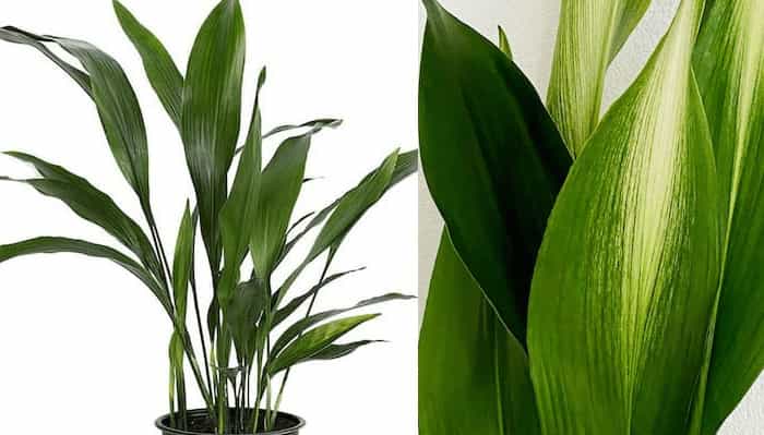 Cast Iron Plant (Aspidistra elatior) Cast Iron Plant (Aspidistra elatior)