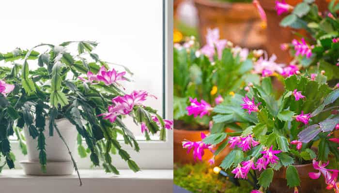 Christmas Cactus (Schlumbergera spp.) Christmas Cactus (Schlumbergera spp.)