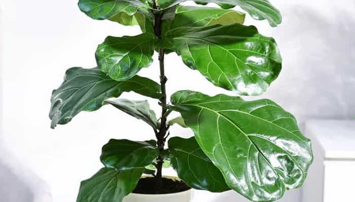 Fiddle Leaf Fig (Ficus lyrata) iddle Leaf Fig (Ficus lyrata)
