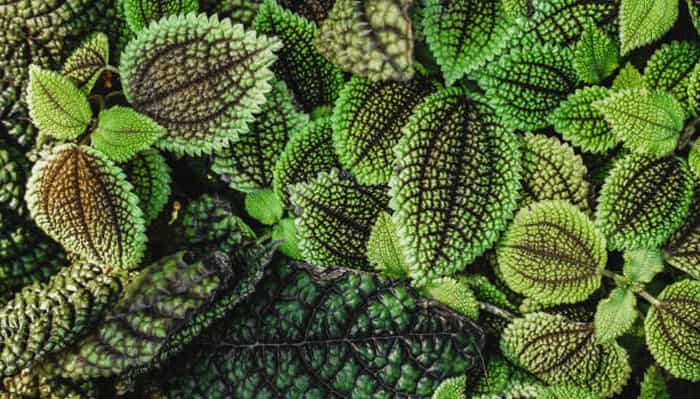Friendship Plant (Pilea involucrata) Friendship Plant (Pilea involucrata)