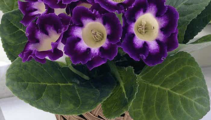 Gloxinia (Sinningia speciosa) Gloxinia (Sinningia speciosa)