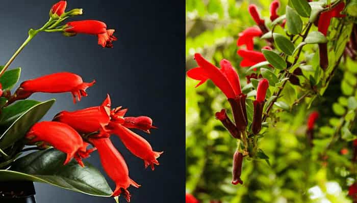 Lipstick Plant (Aeschynanthus radicans) Lipstick Plant (Aeschynanthus radicans)
