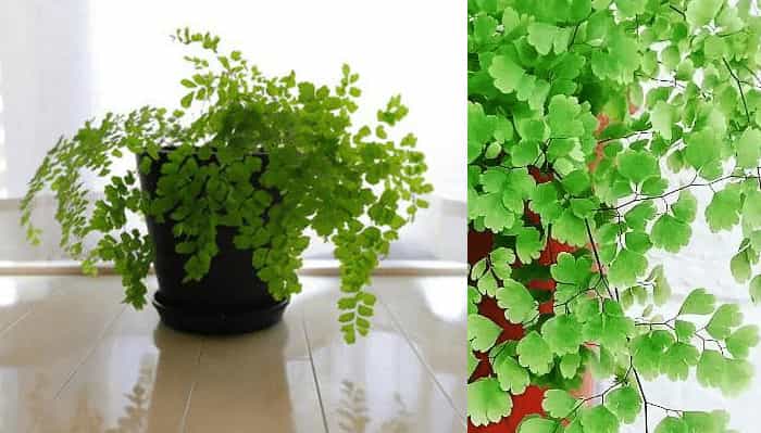 Maidenhair Fern (Adiantum spp.) Maidenhair Fern (Adiantum spp.)