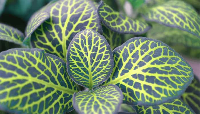 Mosaic Plant (Fittonia Spp) Mosaic Plant (Fittonia spp.)