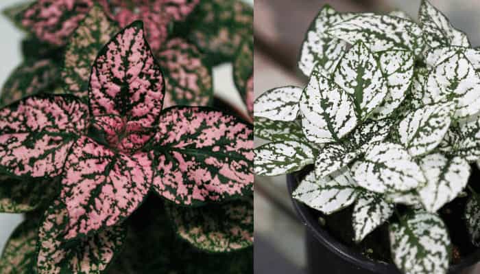 Polka Dot Plant (Hypoestes phyllostachya Polka Dot Plant (Hypoestes phyllostachya)