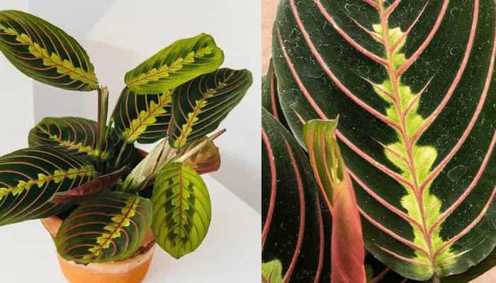 Prayer Plant (Maranta leuconeura) Prayer Plant (Maranta leuconeura)