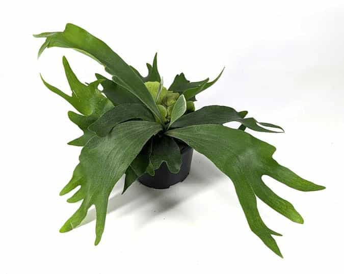 Staghorn Fern (Platycerium spp.) Staghorn Fern (Platycerium spp.)