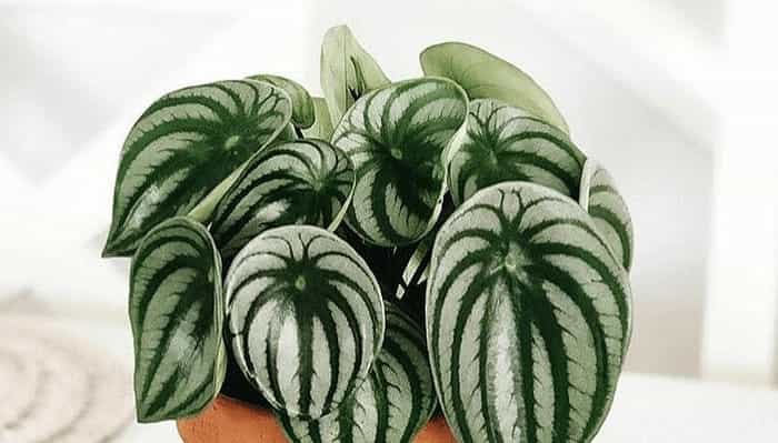 Watermelon Peperomia (Peperomia argyreia) Watermelon Peperomia (Peperomia argyreia)