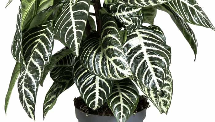 Zebra Plant (Aphelandra squarrosa) Zebra Plant (Aphelandra squarrosa)