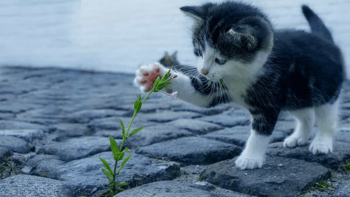 cute kitten playing with small plant pet safe indoor plant cats dogs