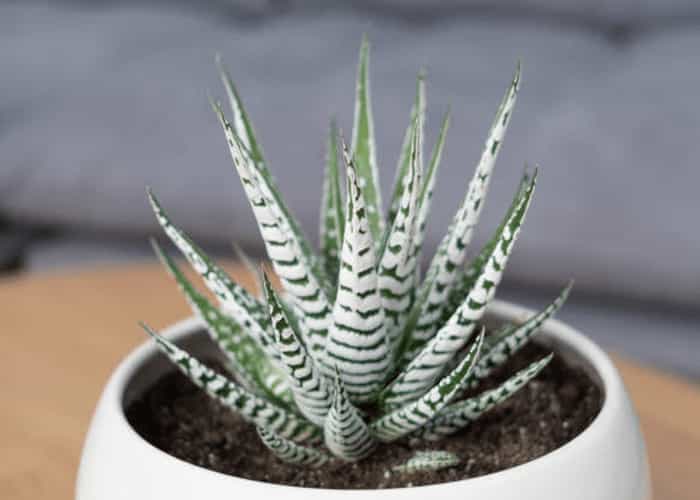 Haworthia (Haworthia spp.) Close-up of Haworthia succulent (Haworthia spp.) with striped leaves in a round white planter on a wooden surface.