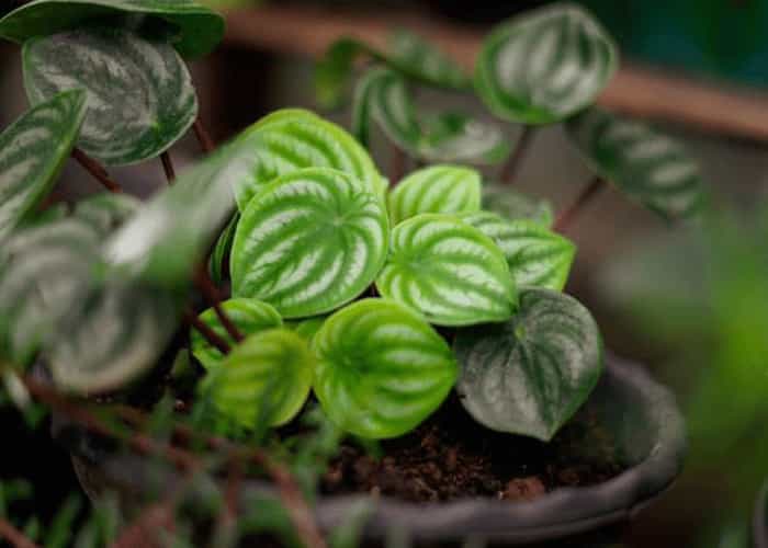 Peperomia (Peperomia spp.) Close-up of Peperomia (Peperomia spp.) with rounded, striped green leaves resembling watermelon patterns in a dark pot.