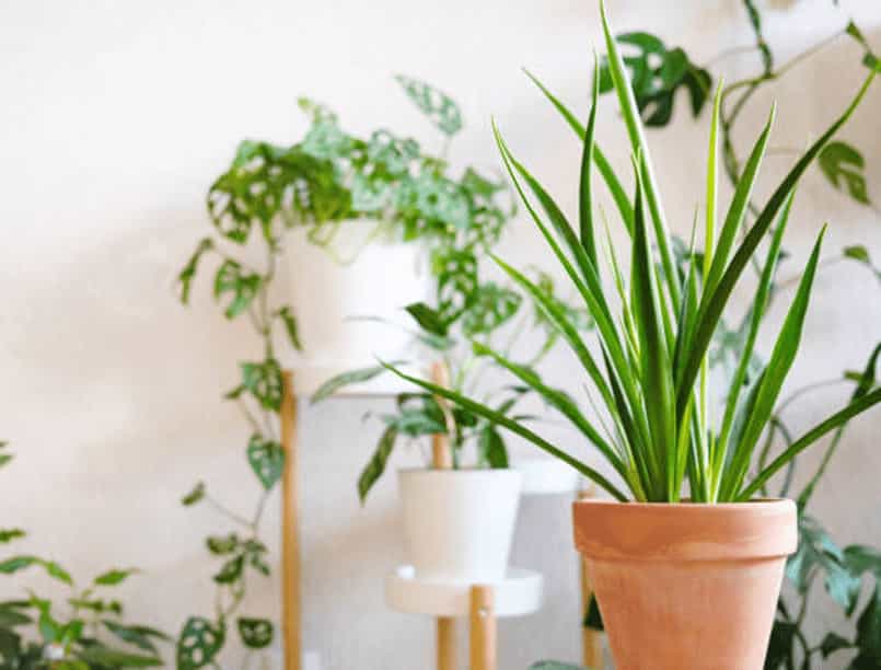 Sansevieria parva (Kenya Hyacinth)