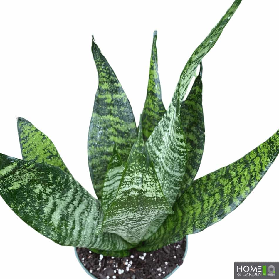 Sansevieria robusta