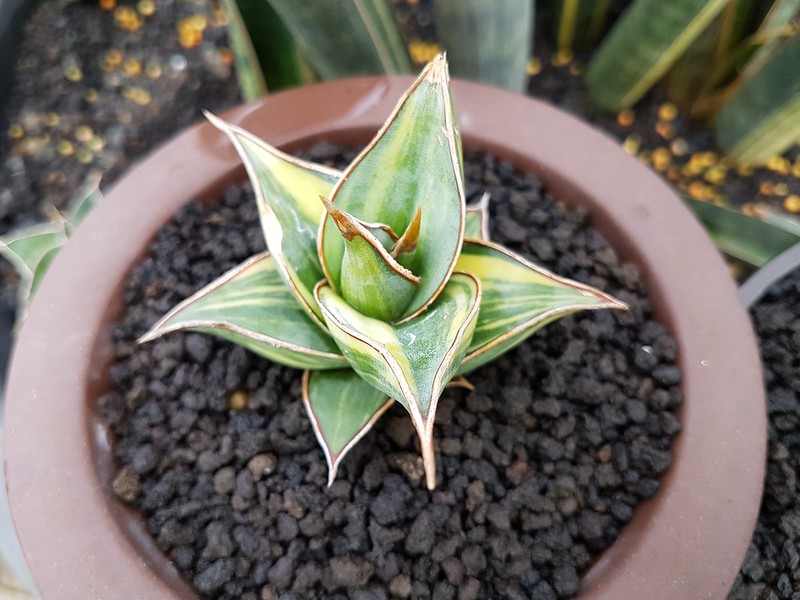 Sansevieria pinguicula (Walking Sansevieria)
