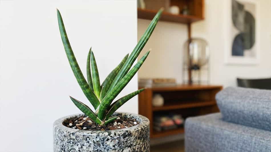 Sansevieria deserti Sansevieria Deserti Rhino Grass