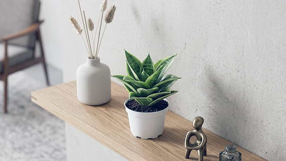 Sansevieria-hahnii-(Bird’s-Nest-Sansevieria) Bird’s Nest Sansevieria