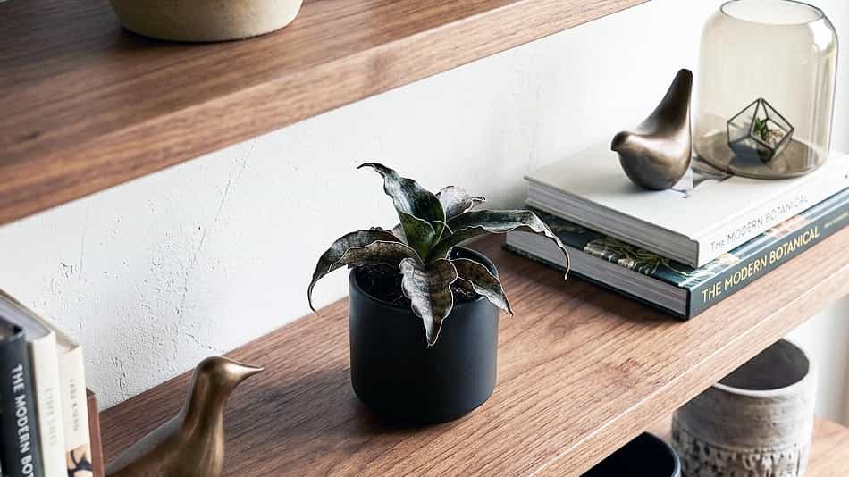 Sansevieria kirkii (Star Sansevieria) Sansevieria kirkii Star Snake Plant
