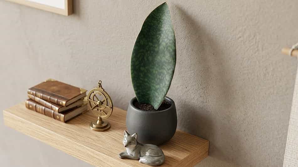 Sansevieria masoniana (Whale Fin Snake Plant) Sansevieria masoniana Whale Fin Snake Plant
