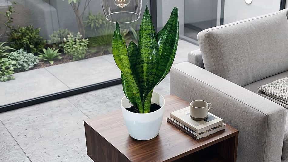 Sansevieria zeylanica Sansevieria zeylanica Ceylon Bowstring Hemp
