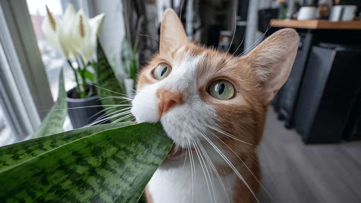 Orange and white cat biting a snake plant leaf indoors showing snake plant toxicity to cats