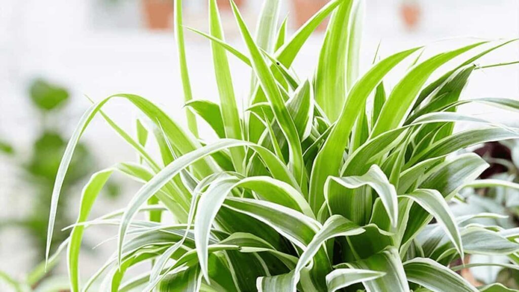 how to care for spider plants indoor pet safe plant with green white striped leaves close up