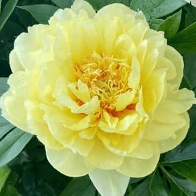 Bartzella Intersectional (Itoh) Peony
