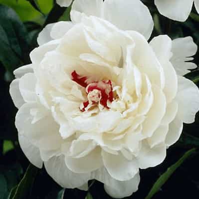 Festiva Maxima Herbaceous Peony