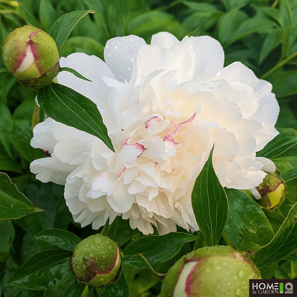 Festiva Maxima (Herbaceous Peonies)