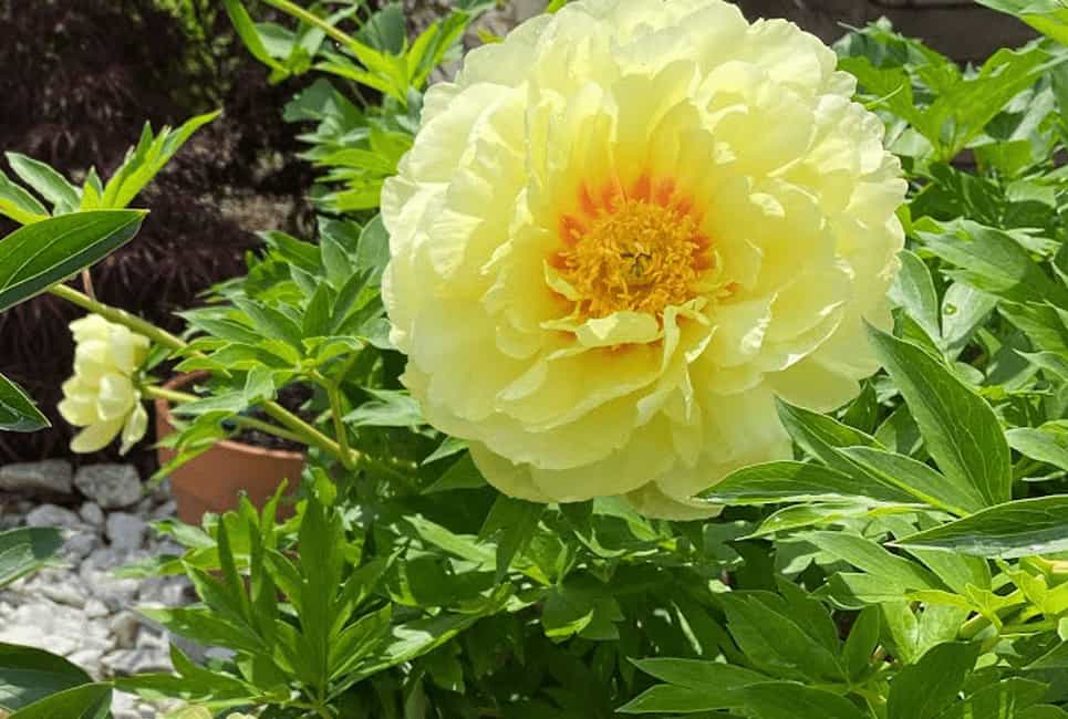 Herbaceous Peonies