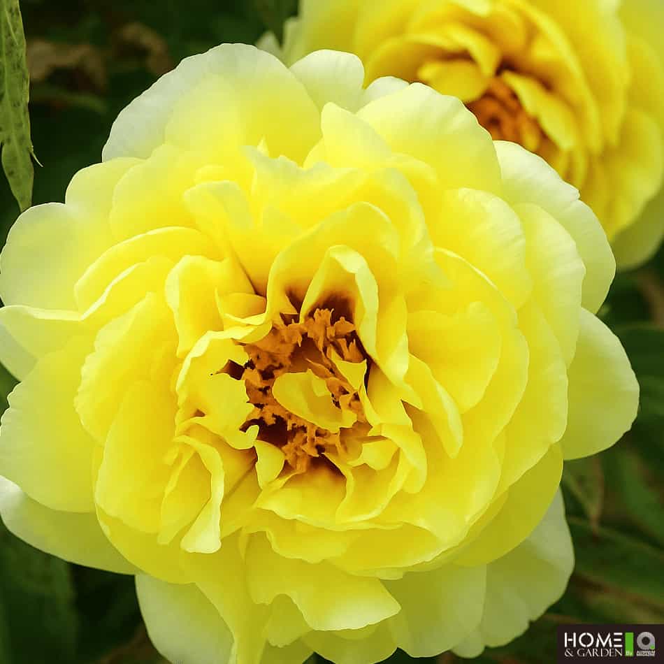 High Noon - Tree Peony