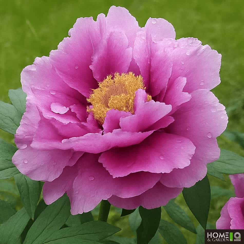Kamata-nishiki - Tree Peony