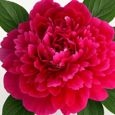 Karl Rosenfield Herbaceous Peony