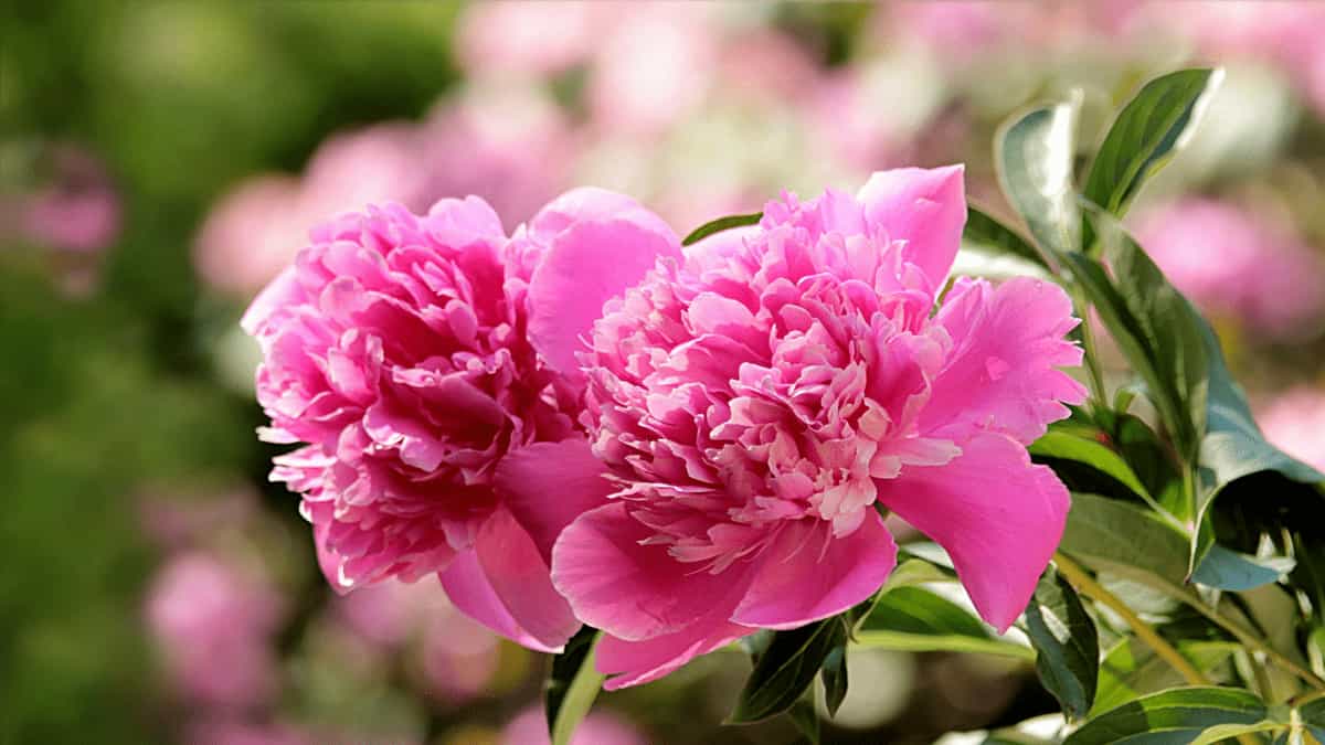 Peonies Flower in Texas Climate
