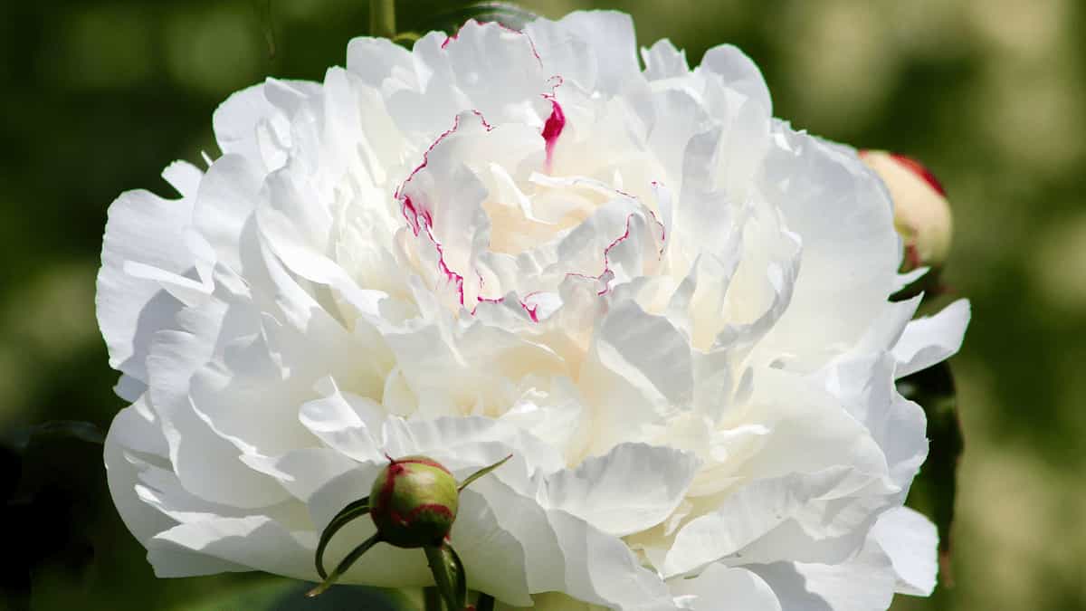 Types of Peony Flowers: Varieties & Colors