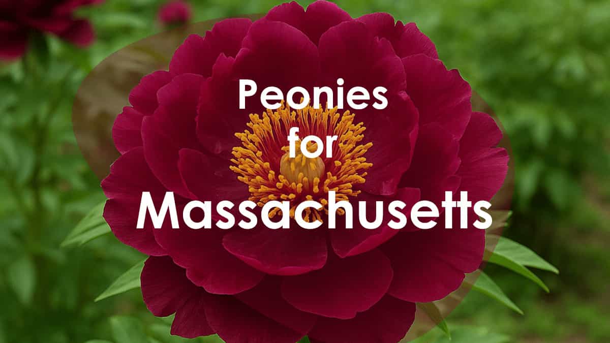 Peonies for Massachusetts Climate
