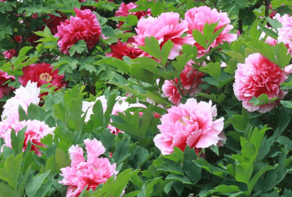 Tree Peonies