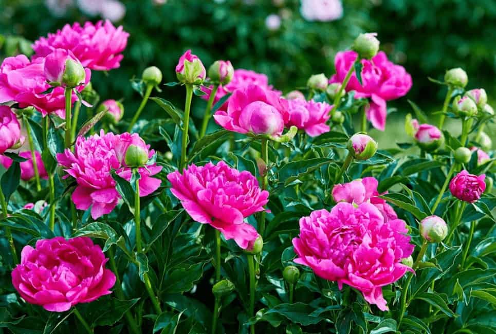 Wild Peonies